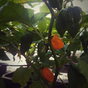 Habanero Orange