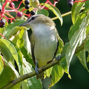 Red-eyed vireo_1