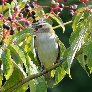 Red-eyed vireo_2