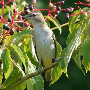 Red-eyed vireo_3