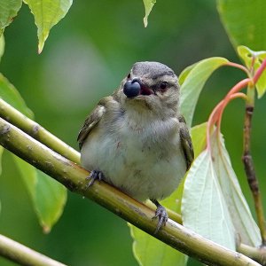 Red-eyed vireo_4