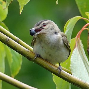 Red-eyed vireo_5