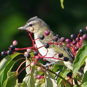 Red-eyed vireo_6