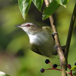 Red-eyed vireo_7