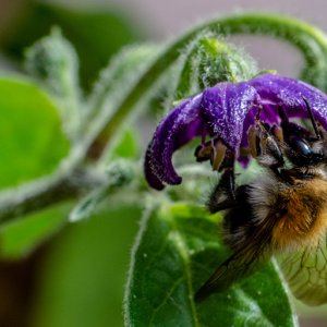 190826_Hummel.jpg