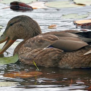 Ente mit Seerosenfrucht