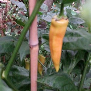 Aji Chile