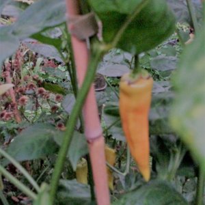 Aji Chile