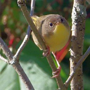 Yellowthroat