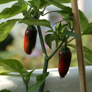 20190901-jalapeno-agriset-hot-HM6C7265.jpg