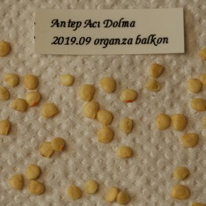 20190901-antep-aci-dolma-HM6C7281.jpg