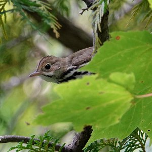 Ovenbird