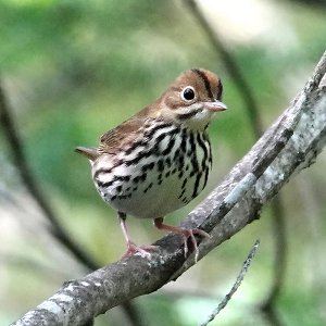 Ovenbird