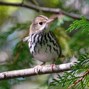 Ovenbird