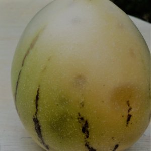 Pepino