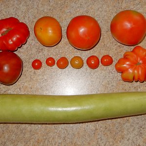 Tomaten Cucuzza