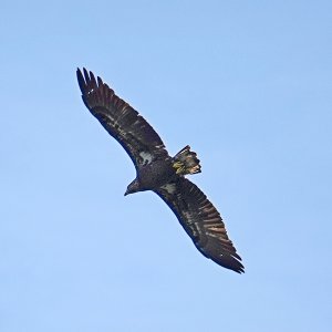 Bald Eagle