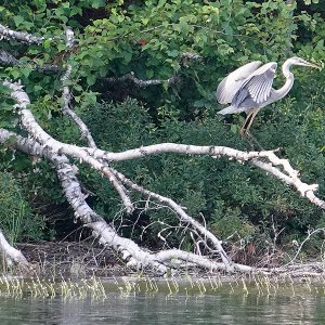 Reiher Im Baum