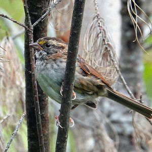 Spatz Im Garten