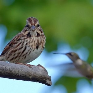 Spatz Im Garten