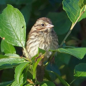 Spatz Im Garten