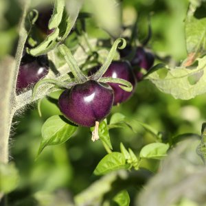 20190913-tomate-p20-HM6C7361.jpg