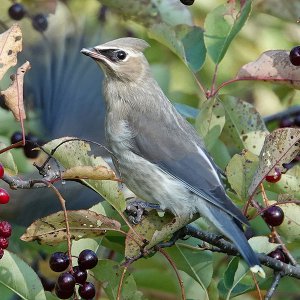 Cedar Waxwing Immature