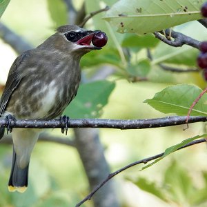 Cedar Waxwing Immature