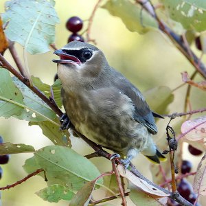 Cedar Waxwing Immature