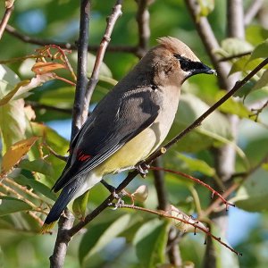 Cedar Waxwing