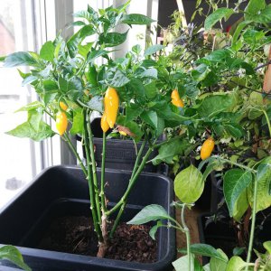 Sweet Yellow Datil