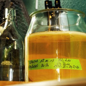 Kombucha 14d