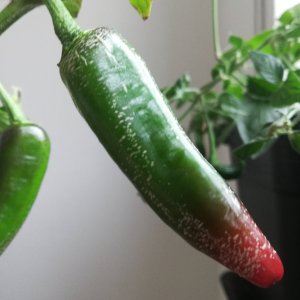 Farmers Jalapeno