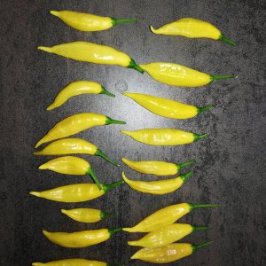 Lemon Drop Spätlese