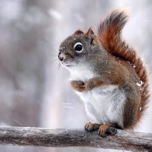 Squirrel