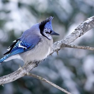 Blue Jay