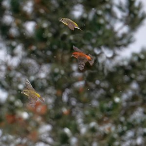 Red Crossbill