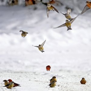 Red Crossbill