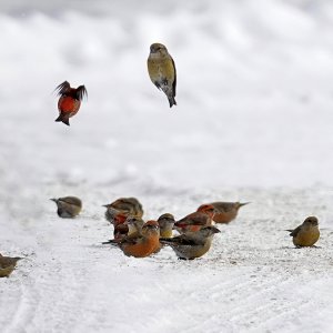 Red Crossbill