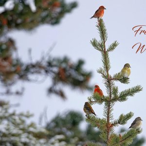 Frohe Weihnachten