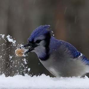 BlueJay