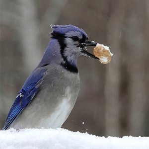 BlueJay