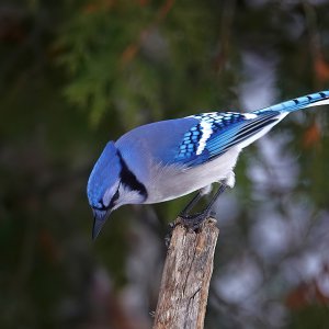 BlueJay