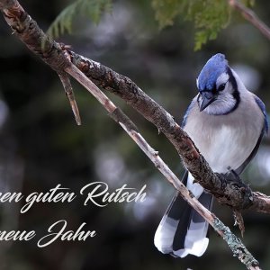 BlueJay