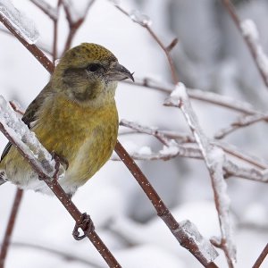 RedCrossbill