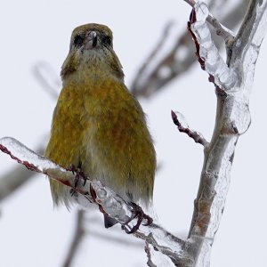 RedCrossbill