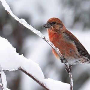 RedCrossbill