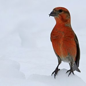 RedCrossbill