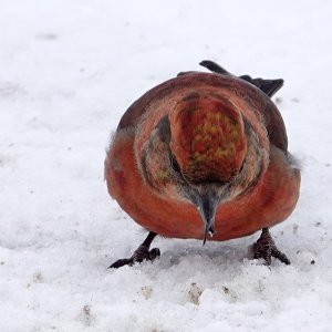 RedCrossbill