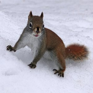 Squirrel